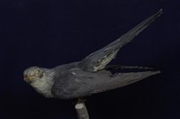 藏品(中杜鵑)的圖片